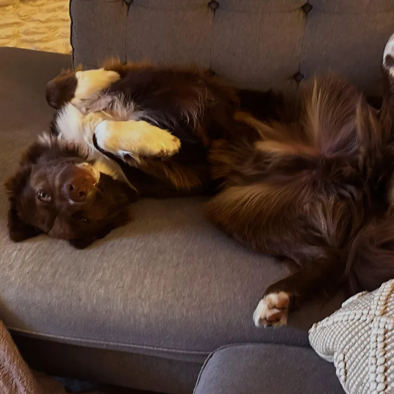 Brownie thumbnail 2
