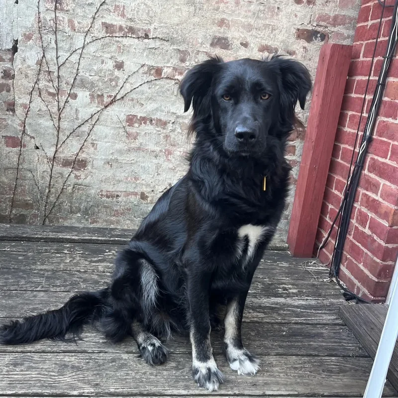 A young medium-sized female Black Collie dog named Coco for adoption in Athens, NY
