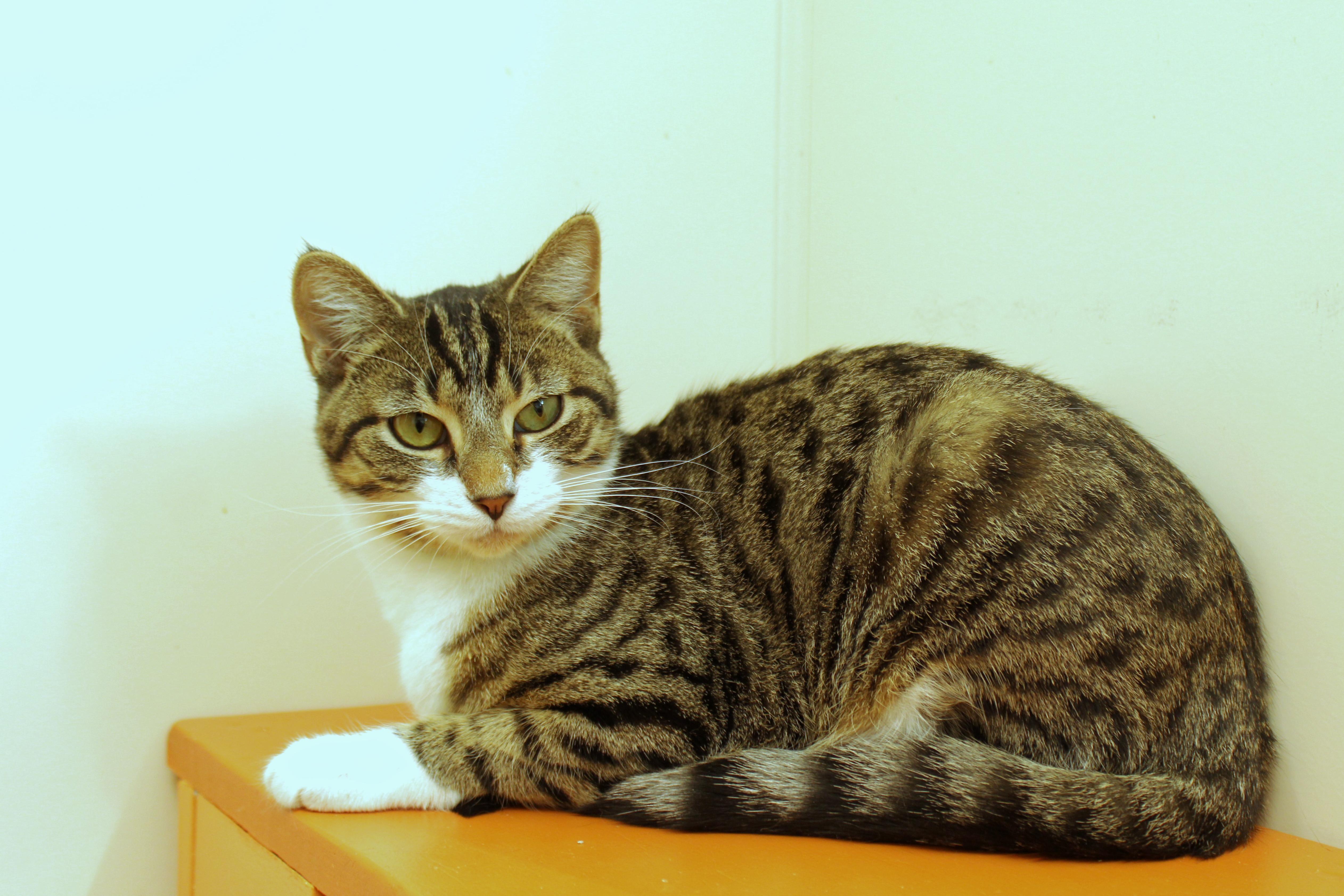 Tallulah thumbnail 3