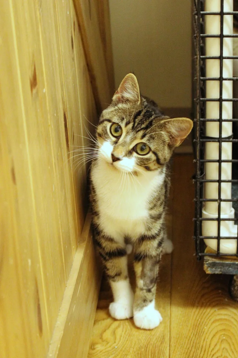 Tallulah thumbnail 6