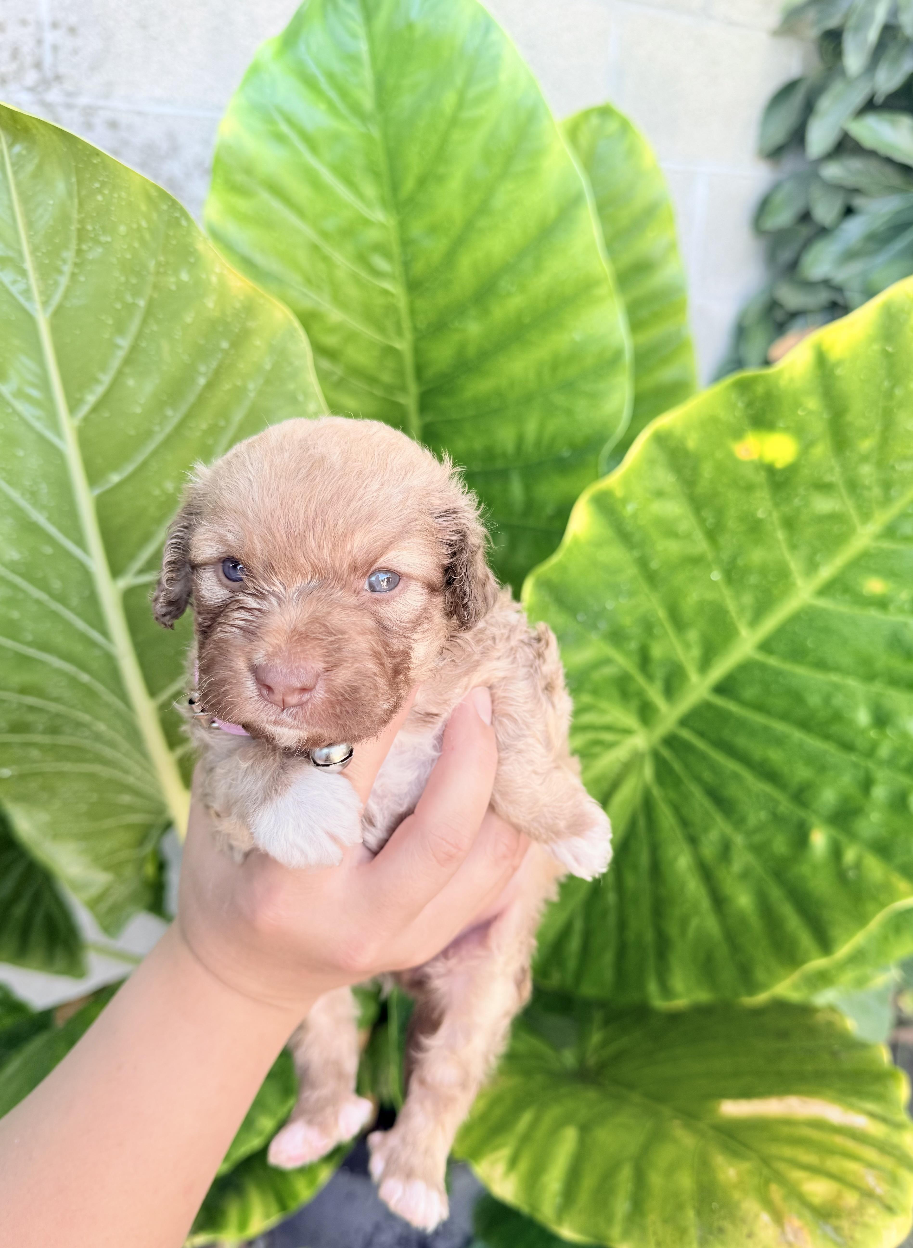 A baby small-sized female Golden Miniature Poodle dog named Kylie for adoption in Lodi, CA