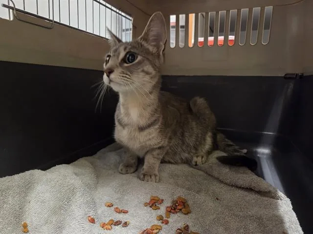 Aylin