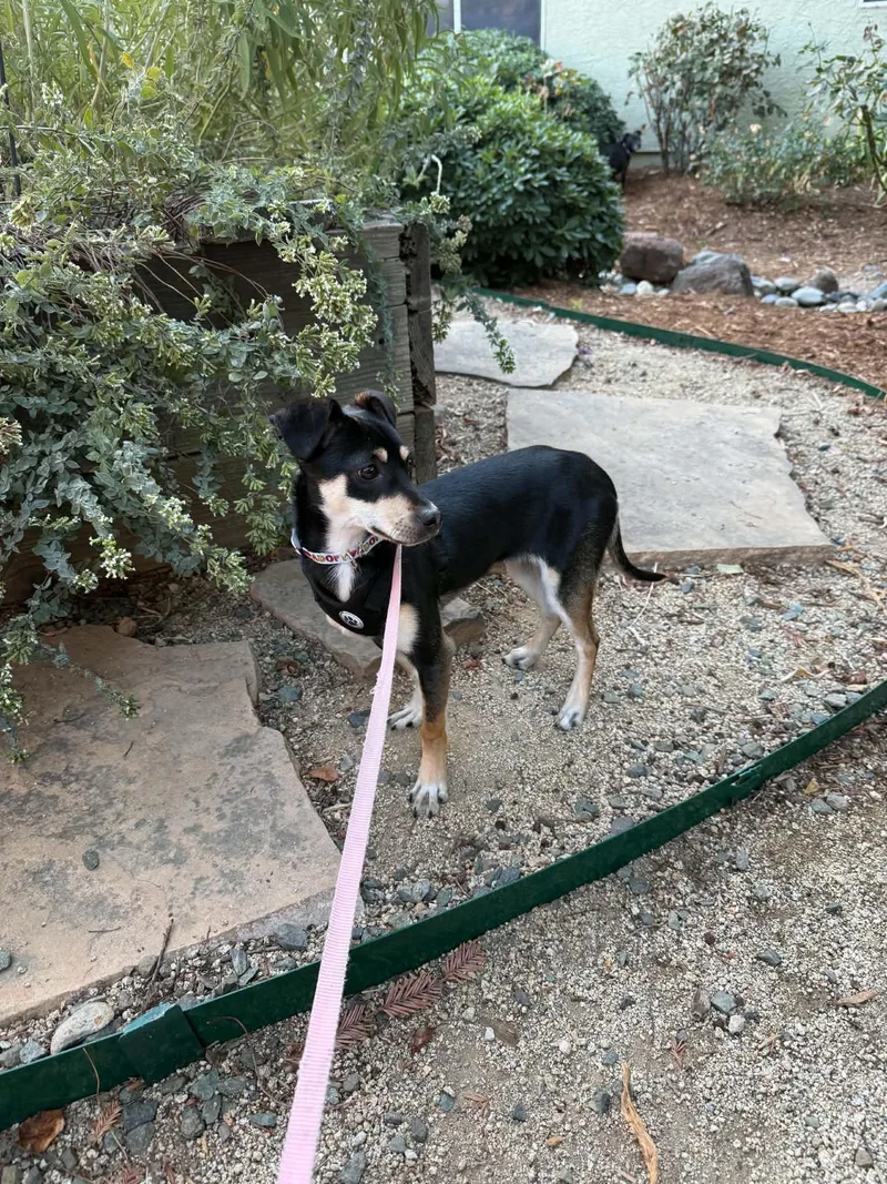 A baby small-sized female Dachshund dog named Thelma for adoption in Lincoln, CA