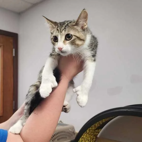A baby small-sized male Brown / Chocolate Domestic Short Hair cat named Nikki for adoption in Davenport, IA