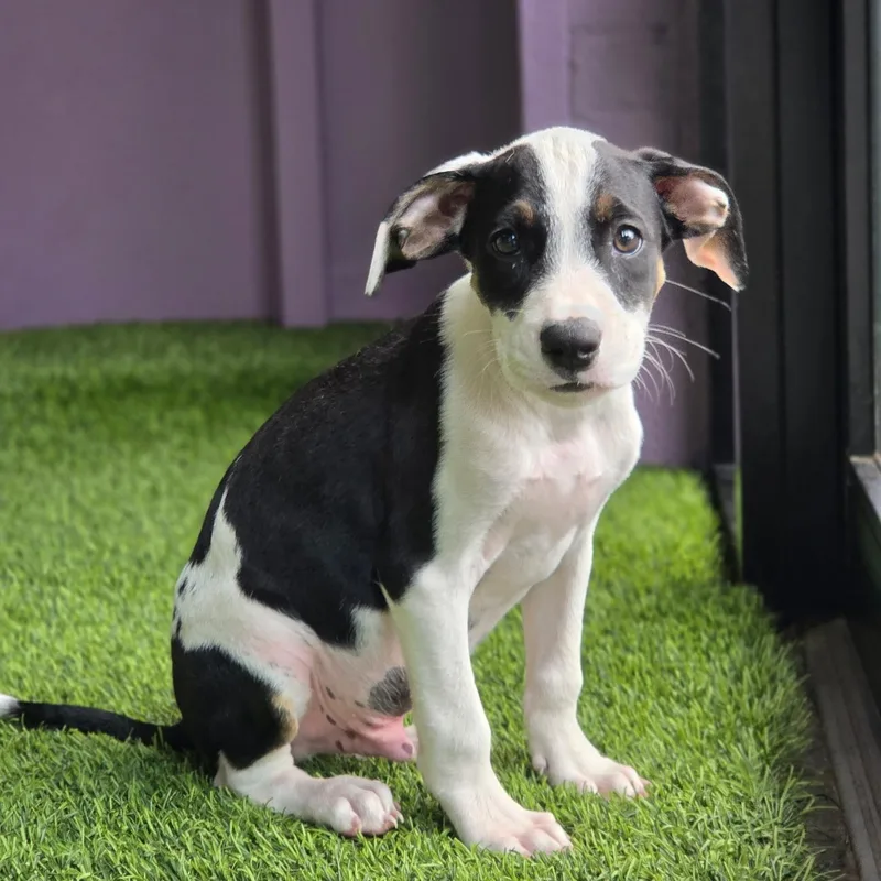 A baby medium-sized male Terrier dog named Benny for adoption in Cumberland, RI