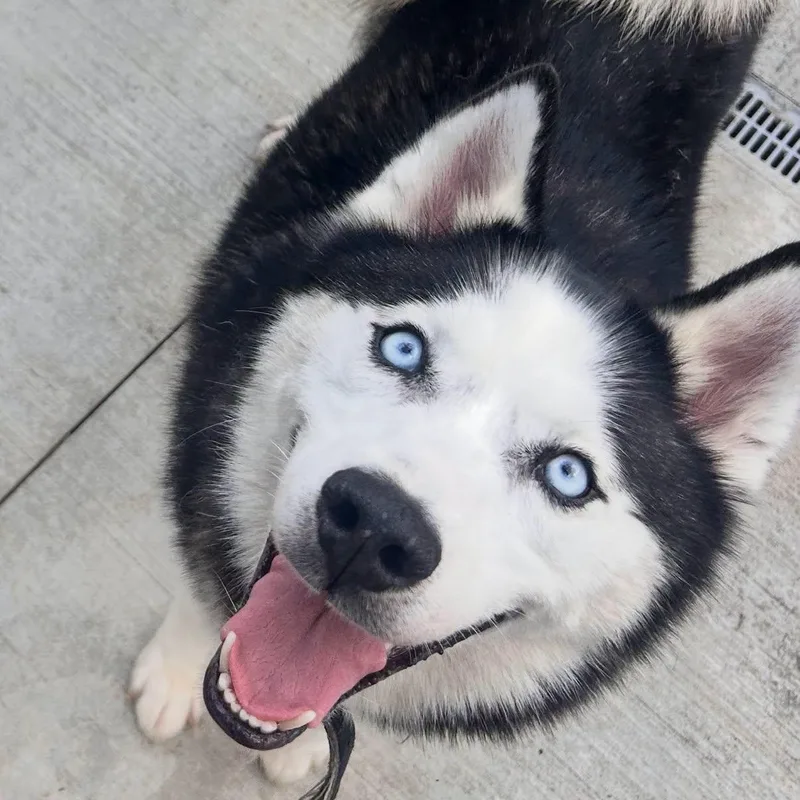 An adult medium-sized male Black Husky dog named Maverick for adoption in Warren, OH