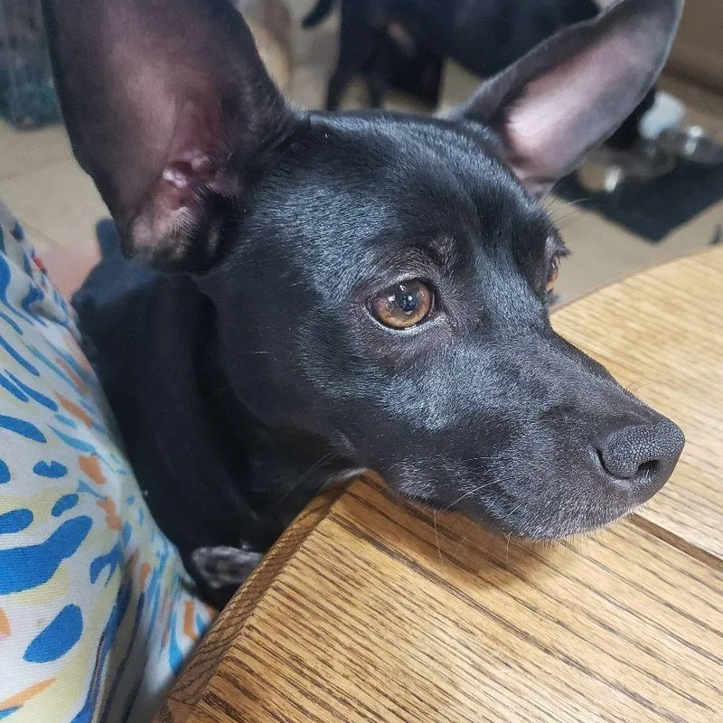 A young small-sized male Black Dachshund dog named Bowie for adoption in Phoenix, AZ