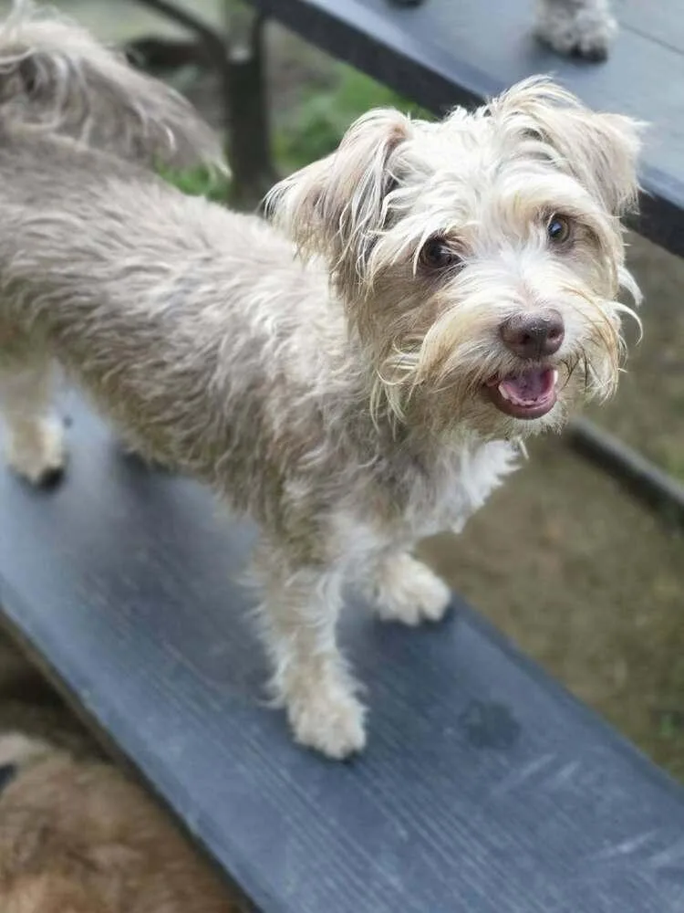 A young small-sized female Schnauzer dog named Nessy for adoption in Tunnel Hill, GA