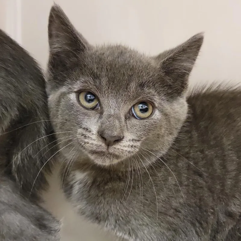 A baby small-sized male Gray / Blue / Silver Domestic Short Hair cat named Wasabi for adoption in Sarasota, FL