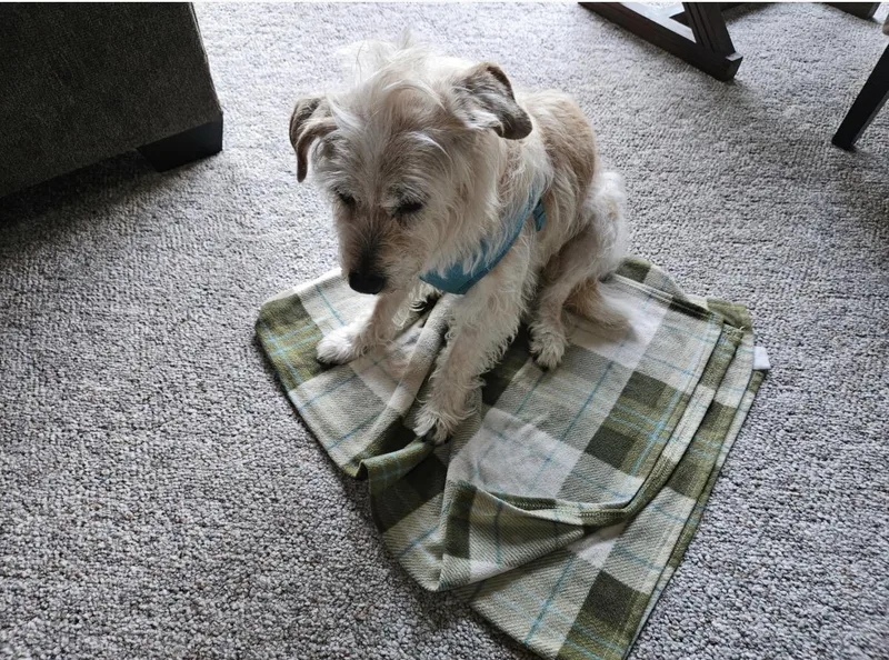 A senior small-sized female Terrier dog named Ginger for adoption in Whitewater, WI