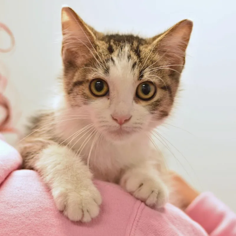 A baby small-sized male Brown / Chocolate Domestic Short Hair cat named Jethro for adoption in Belleville, IL