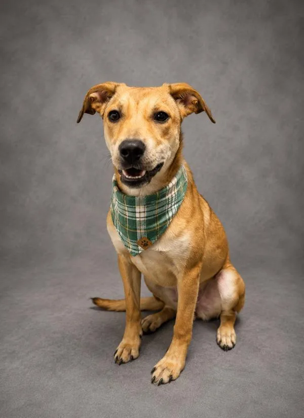 A young small-sized female Terrier dog named Daisy for adoption in Lafayette, LA