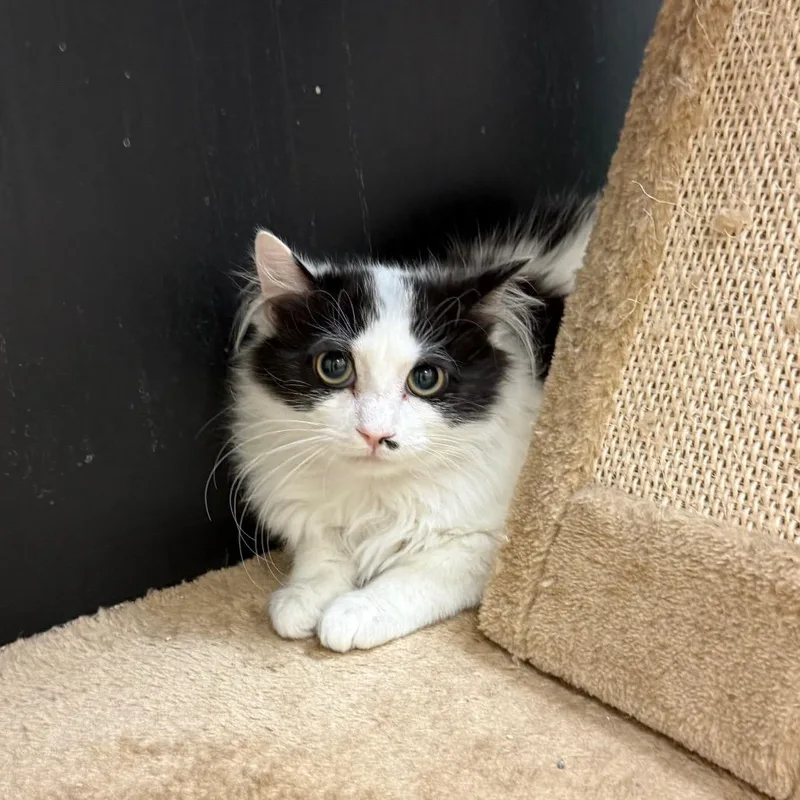 Garbanzo thumbnail 2