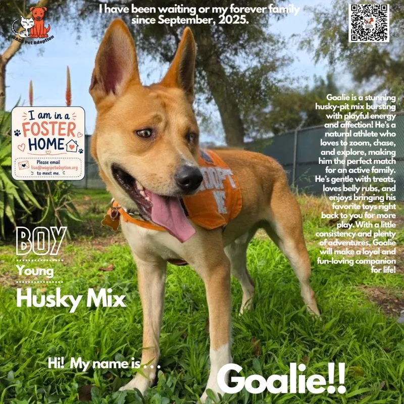 An adult large-sized male Husky dog named Goalie for adoption in Westminster, CA
