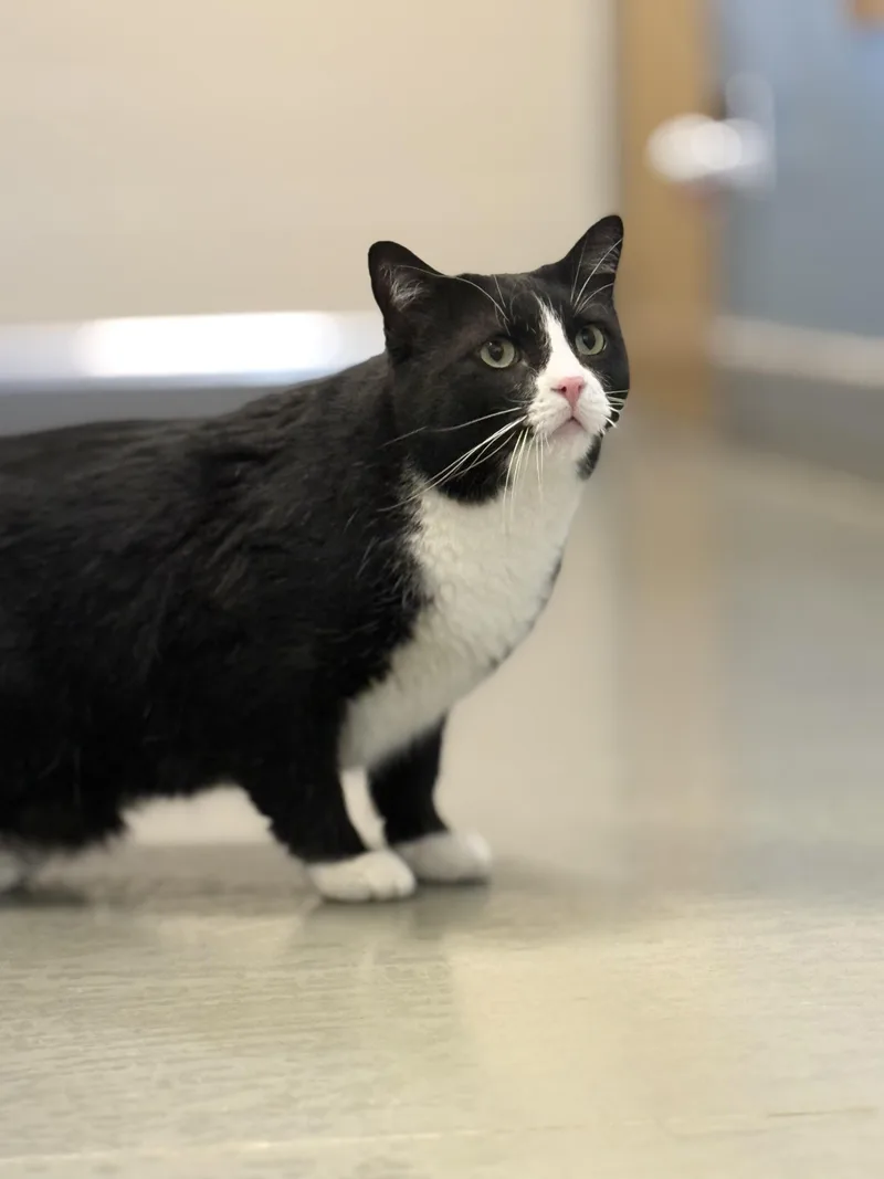 An adult medium-sized male Black & White / Tuxedo Domestic Short Hair cat named Mittens for adoption in Eagle, CO