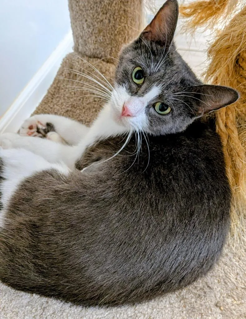 An adult medium-sized female Domestic Short Hair cat named Pretty Mama for adoption in St. Augustine, FL