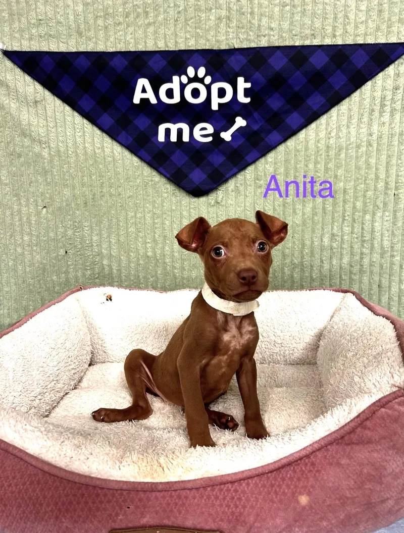 Anita thumbnail 2