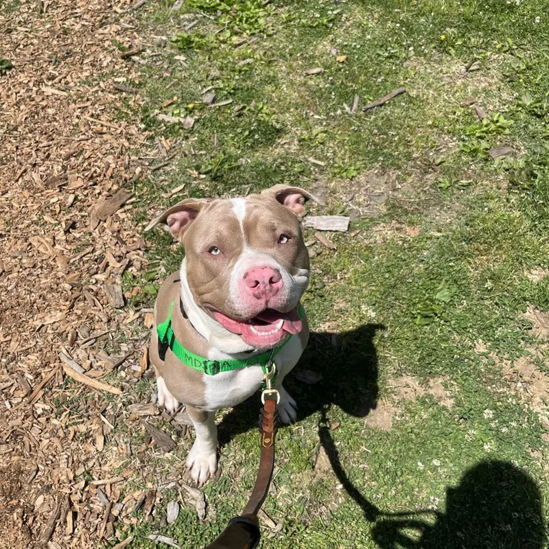 A young large-sized male Yellow / Tan / Blond / Fawn Pit Bull Terrier dog named Thumb War for adoption in Baltimore, MD