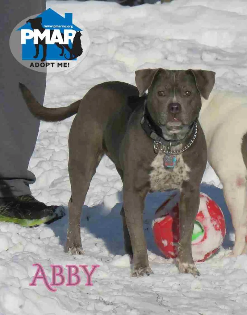 A senior medium-sized female Pit Bull Terrier dog named Abby for adoption in Binghamton, NY