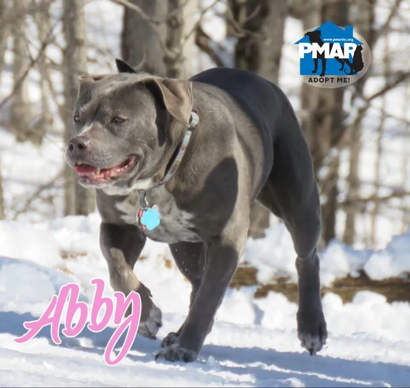 Abby thumbnail 2