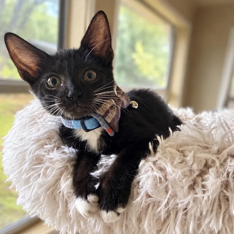 A baby small-sized male Black Domestic Short Hair cat named Robin Hood for adoption in Boerne, TX