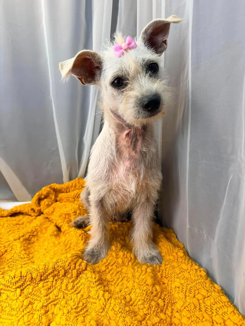A young small-sized female Terrier dog named Jaky for adoption in Foley, AL