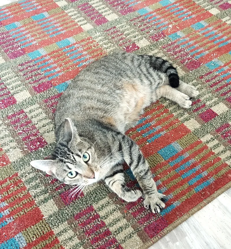 Sadie  The Incredible thumbnail 2