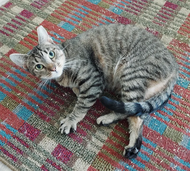 Sadie  The Incredible thumbnail 3