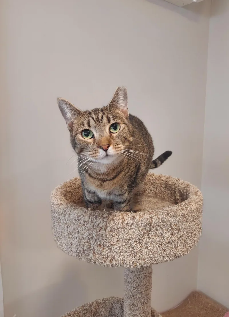 Sadie  The Incredible thumbnail 4