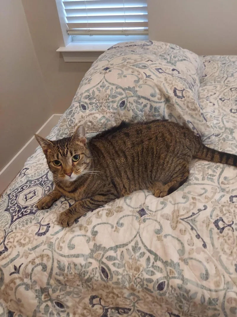 Sadie  The Incredible