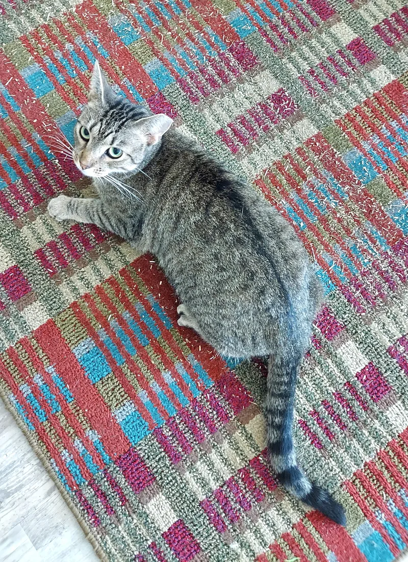 Sadie  The Incredible thumbnail 5