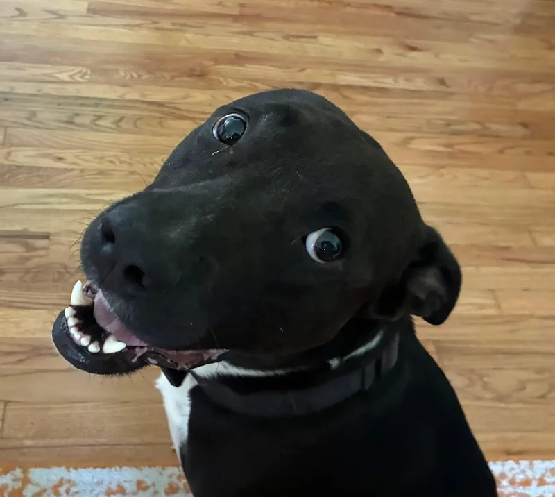 An adult medium-sized male Labrador Retriever dog named Nash for adoption in Southlake, TX