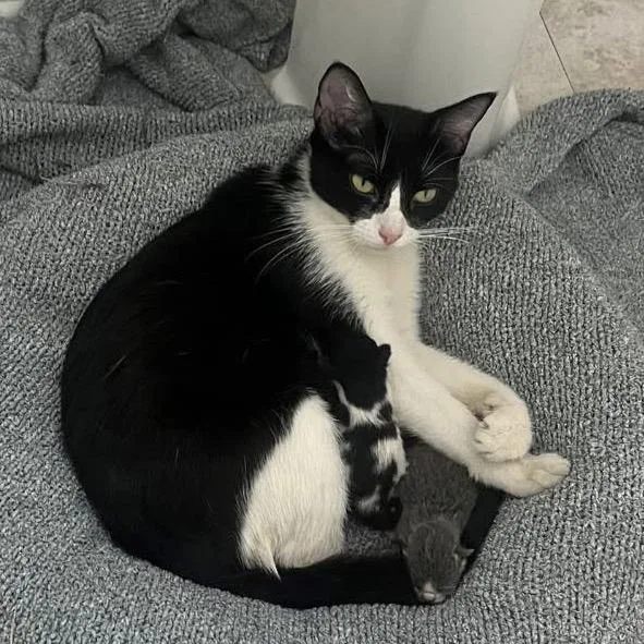 Mama Hallow thumbnail 2