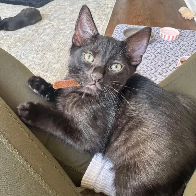 A baby small-sized male Black Domestic Short Hair cat named Tyler for adoption in Forest Park, IL