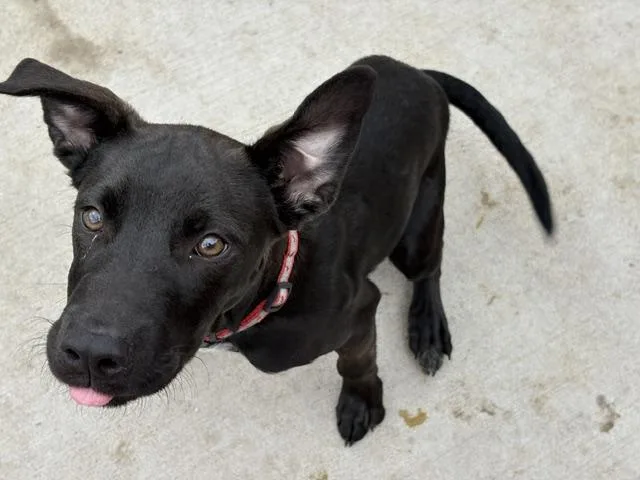 A young small-sized male Pit Bull Terrier dog named Paul for adoption in Tulsa, OK