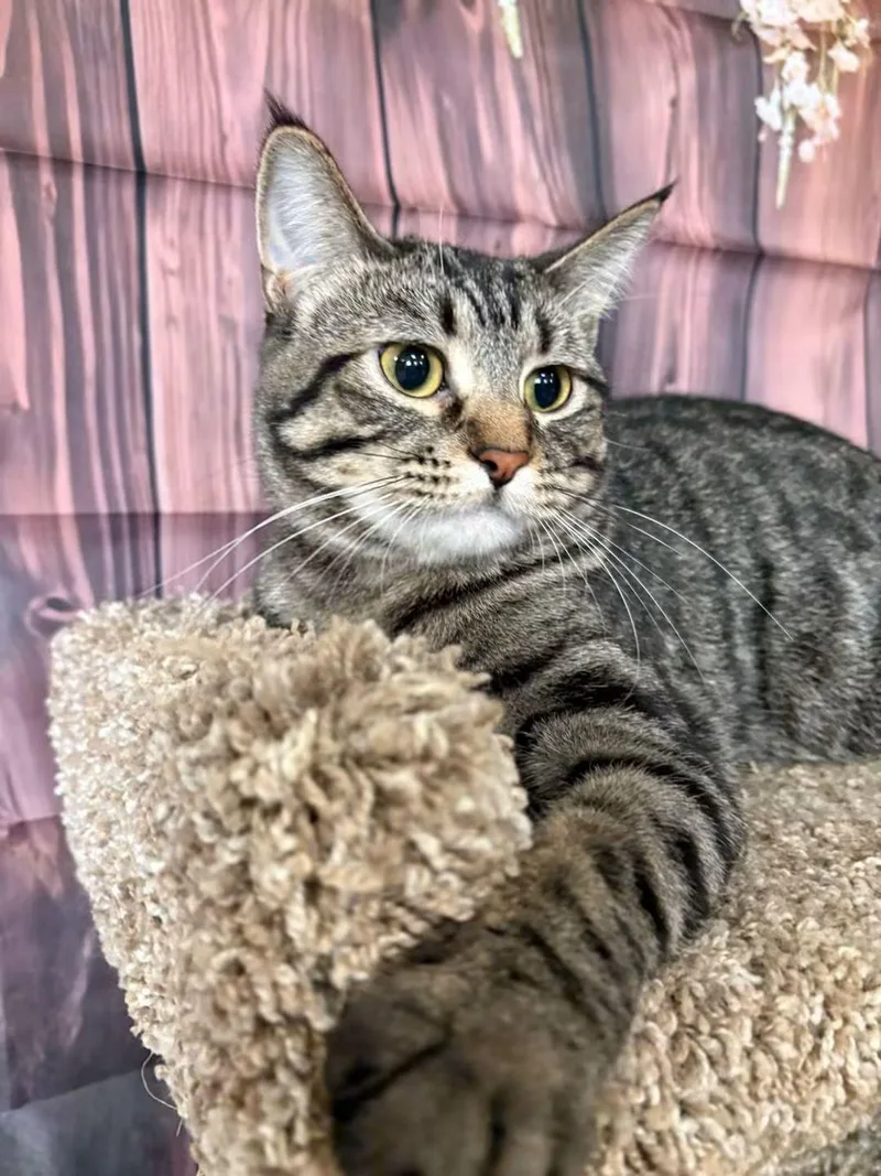 An adult medium-sized female Domestic Short Hair cat named Clover for adoption in Aurora, NE
