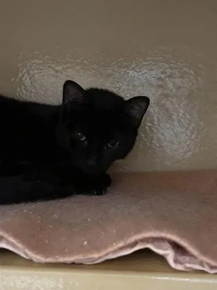 An adult medium-sized female Domestic Short Hair cat named Juicy Fruit  C for adoption in West Chester, PA