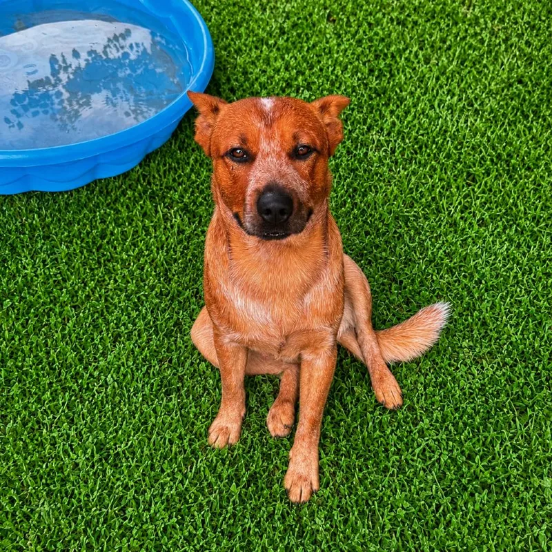 An adult medium-sized male Red / Chestnut / Orange Cattle Dog dog named Arlo for adoption in Brownsboro, AL