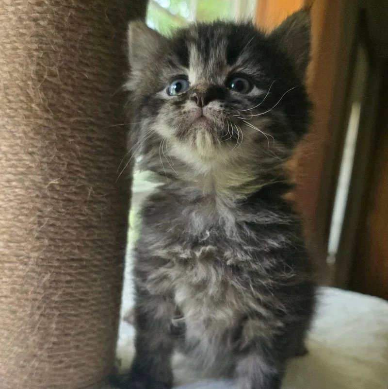 Lulu