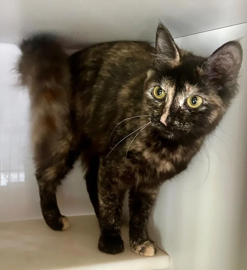 A young medium-sized female Domestic Medium Hair cat named Tiki for adoption in Cumming, GA