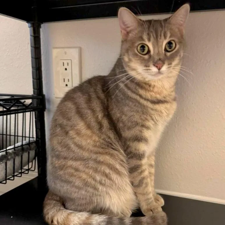 An adult medium-sized female Dilute Tortoiseshell Domestic Short Hair cat named Winifred for adoption in Houston, TX