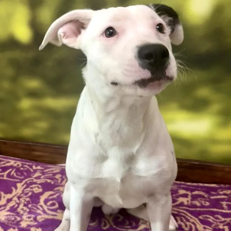 A young medium-sized male Mixed Breed dog named Spot for adoption in Auburn, NH