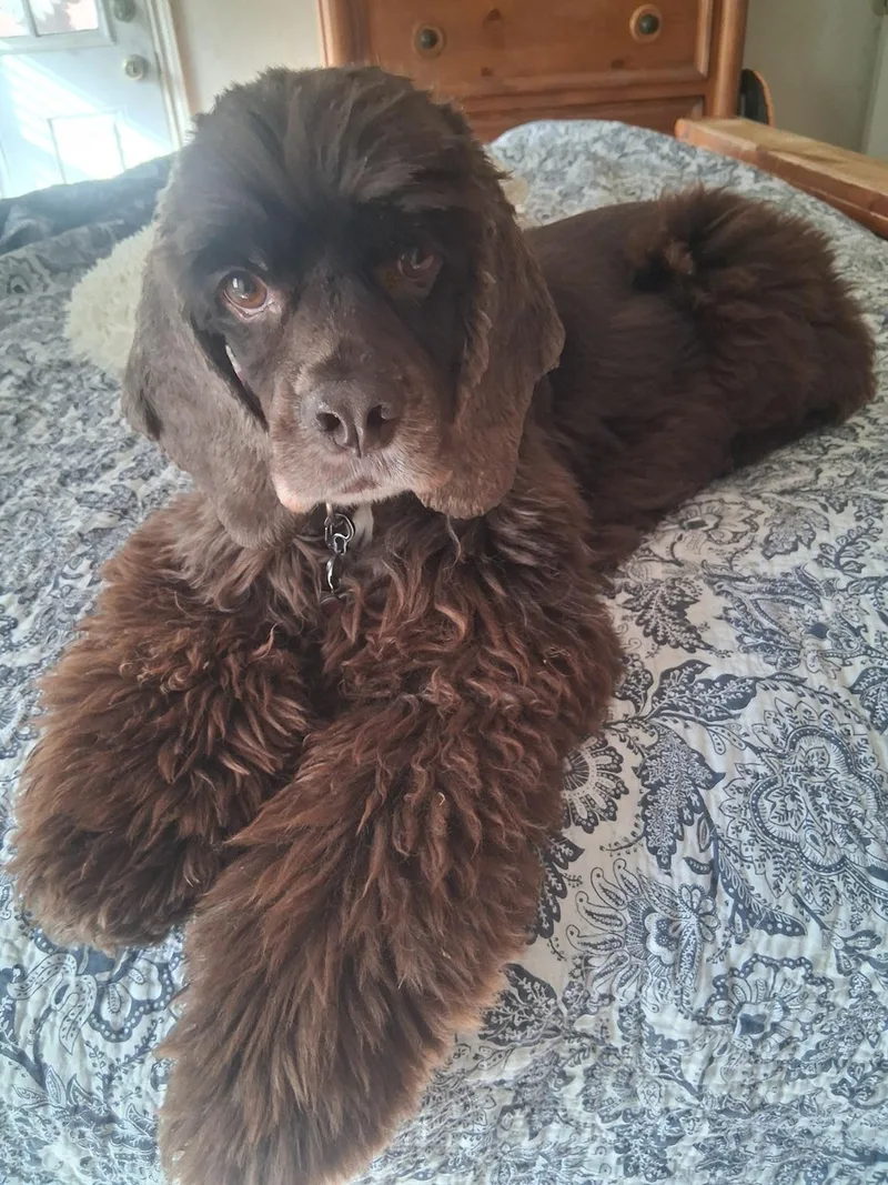 A senior small-sized male Brown / Chocolate Cocker Spaniel dog named Rollo for adoption in Plano, TX