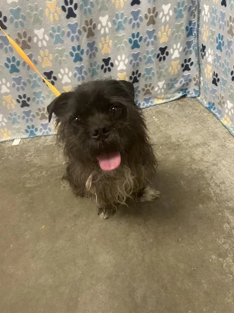 A young small-sized male Border Terrier dog named Yappy for adoption in Rosenberg, TX