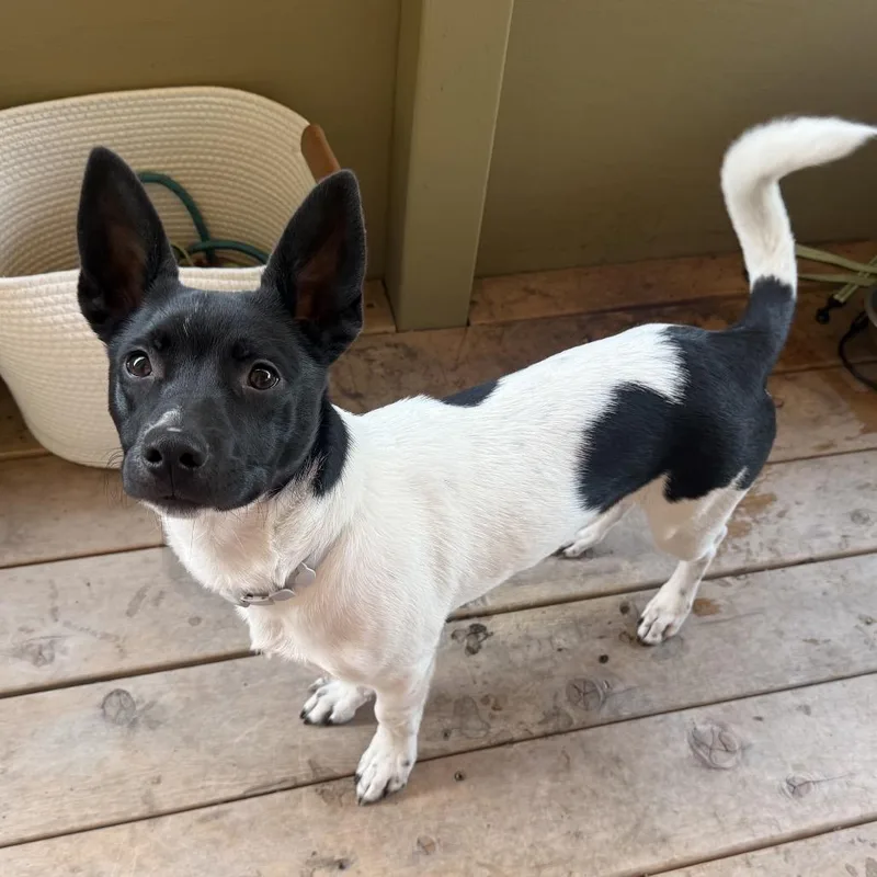 A young small-sized male White / Cream Mixed Breed dog named Zeus for adoption in Point Richmond, CA