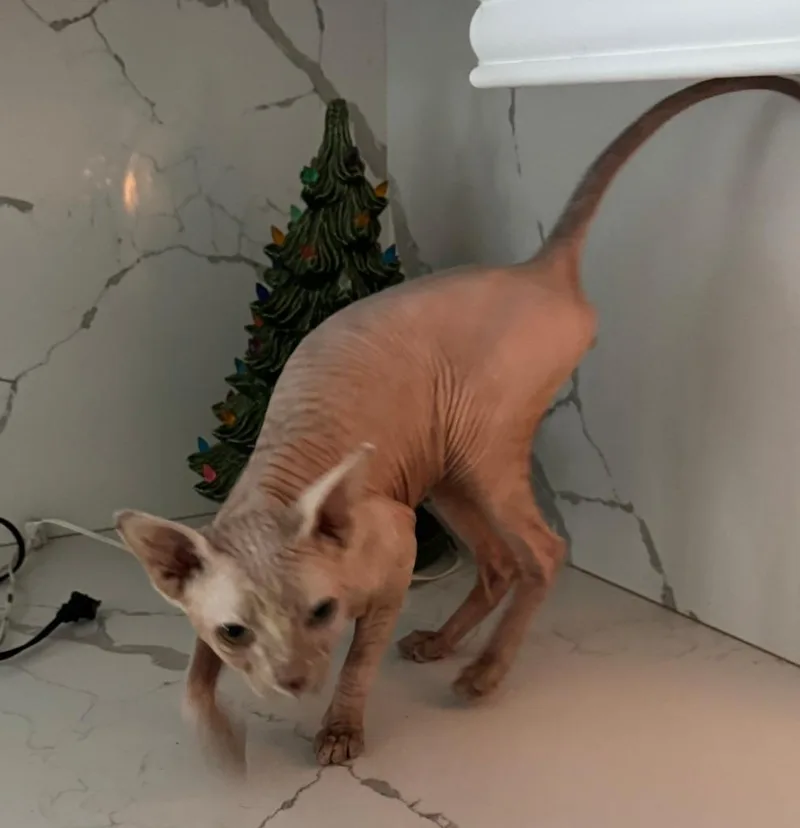 A young medium-sized male Sphynx / Hairless Cat cat named Finn for adoption in San Jacinto, CA