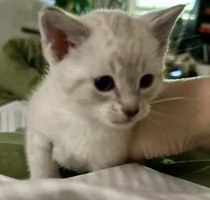 A baby small-sized male Siamese cat named Taffy for adoption in Lawrenceville, GA
