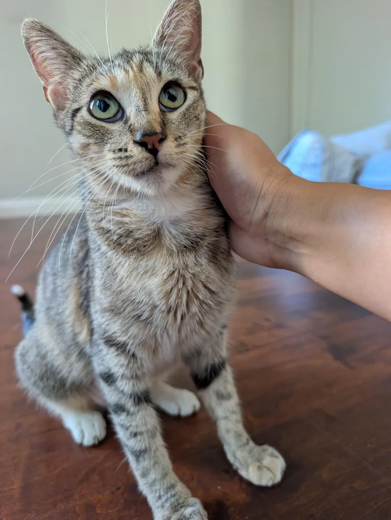 A young medium-sized female Torbie Domestic Short Hair cat named Rosie for adoption in Orange, CA