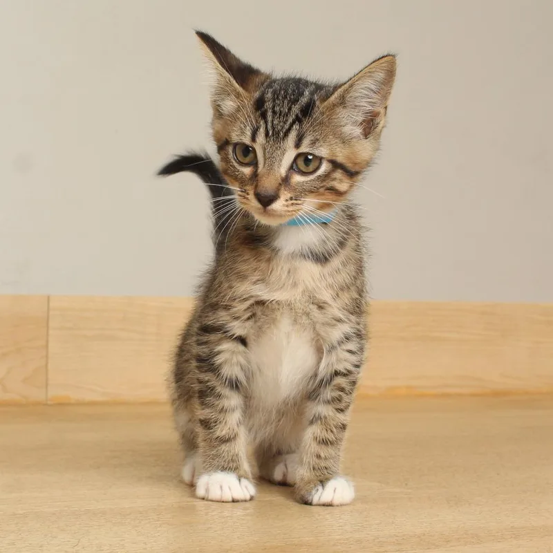 A baby small-sized male Brown / Chocolate Domestic Short Hair cat named Lizard C for adoption in Minnetonka, MN