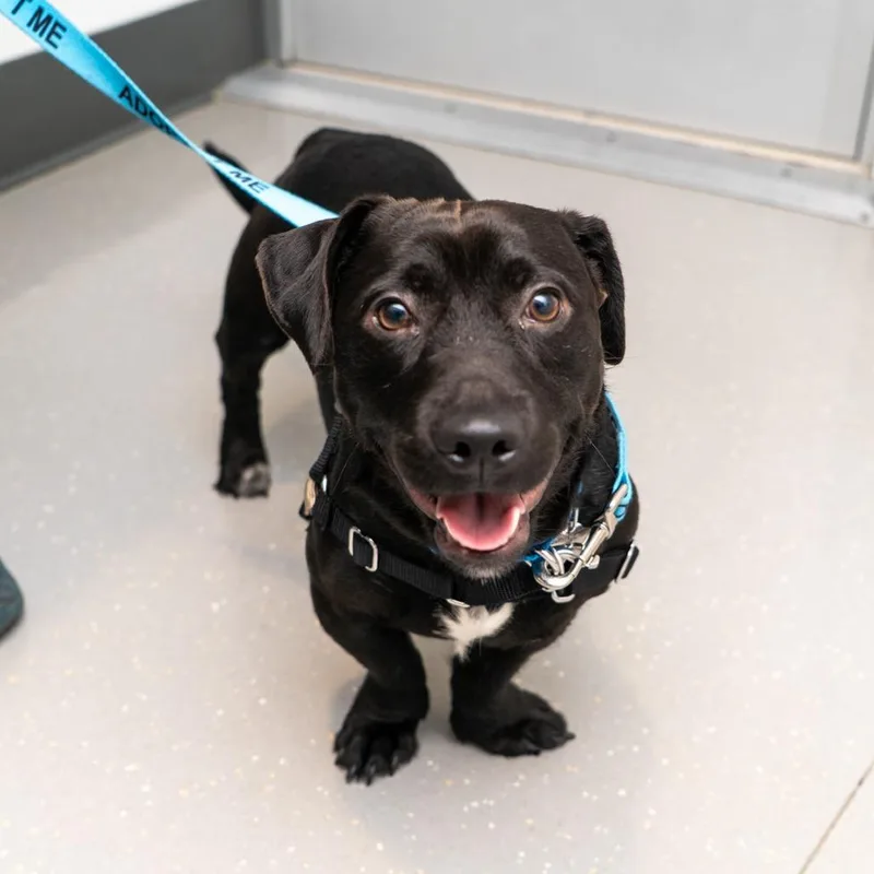 Gazpacho thumbnail 2